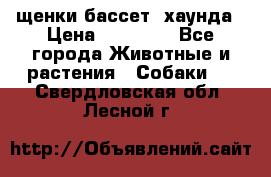 щенки бассет- хаунда › Цена ­ 20 000 - Все города Животные и растения » Собаки   . Свердловская обл.,Лесной г.